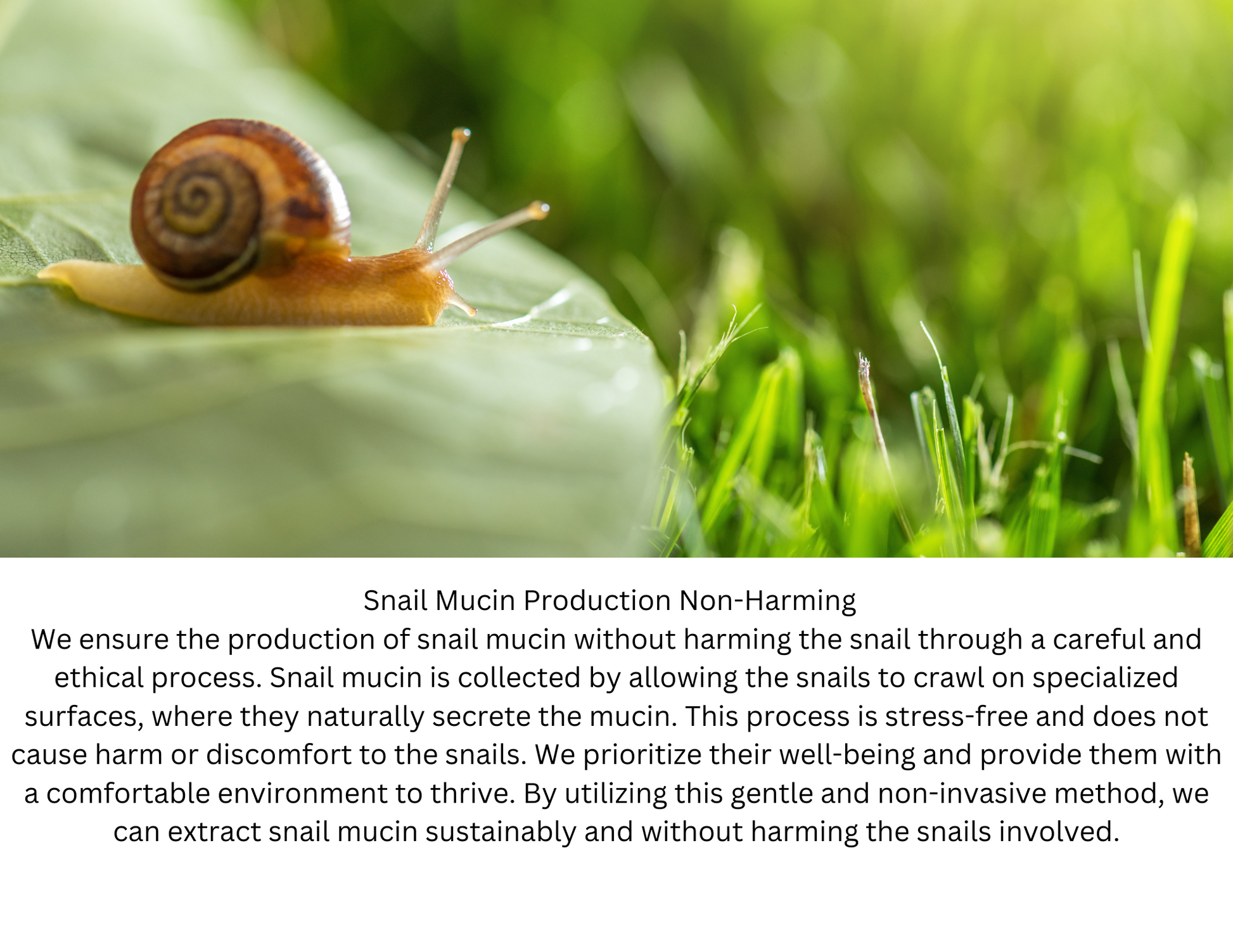 Snail Mucin Regenerating Serum by ZAIN1, Hydrating anti-aging serum with hyaluronic acid and Damascus rose, Moisturizing and rejuvenating facial serum